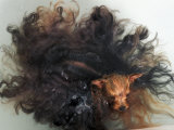Yorkshire Terrier in Water