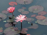 Midnight' Water Lilies  Germany