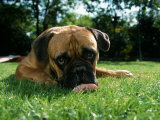 Bullmastiff Portrait