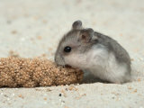 Young Dwarf Hamster Eating Millet