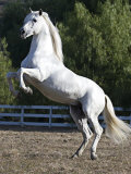 Grey Andalusian Stallion Rearing on Hind Legs  Ojai  California  USA