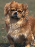 Tibetan Spaniel Portrait