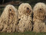 Domestic Dogs  Three Pulik / Hungarian Water Dogs Sitting Together