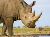White Rhinoceros  Etosha National Park  Namibia