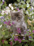 Domestic Cat  7-Week  Fluffy Grey Male Kitten Among Flowers