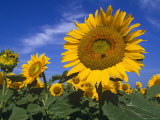 Sunflowers  Illinois  USA