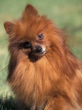 Pomeranian with Head Cocked to One Side
