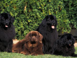 Domestic Dogs  Four Newfoundland Dogs Resting on Grass