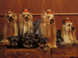 Domestic Dogs  Four Yorkshire Terriers with Four Puppies in a Drawer