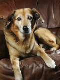 Mixed Breed Dog Sitting on Sofa