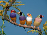 Four Gouldian Finches
