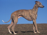 Whippet