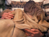 Shar Pei Puppy Lying on Its Back and Being Cuddled  Showing Excess Skin