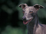 Whippet Panting