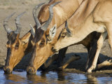 Red Hartebeest  Adults and Young Drinking  Etosha National Park  Namibia