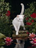 White Domestic Cat Watching Goldfish in Garden Pond