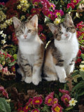Tabby-Tortoiseshell-And White Kittens  11-Week Sisters  Among Pink and Yellow Primroses