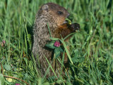 Woodchuck  Feeding  Minnesota  USA