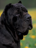 Black Neopolitan Mastiff Portrait