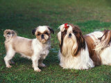 Two Shih Tzus  One Has Been Clipped and the Other with Groomed Long Hair