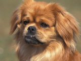 Tibetan Spaniel Portrait