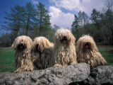 Domestic Dogs  Four Pulik / Hungarian Water Dogs Sitting Together on a Rock