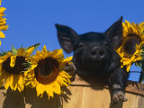 Domestic Piglet  Amongst Sunflowers  USA