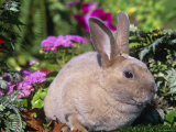 Mini Rex Rabbit  USA