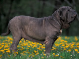 Black Neopolitan Mastiff Standing in Show Stack / Pose in Field