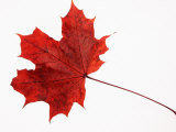 Norway Maple Leaf in Autumn Colours