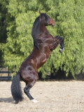 Bay Azteca (Half Andalusian Half Quarter Horse) Stallion Rearing on Hind Legs  Ojai  California
