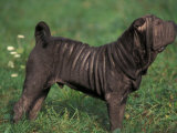 Black Shar Pei Standing in Show Stack / Pose