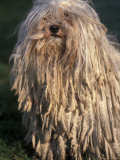 Puli / Hungarian Water Dog Portrait