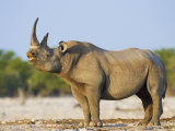 Black Rhinoceros  Flehmen Response  Etosha National Park  Namibia