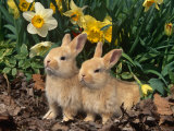 Two Young Palamino Domestic Rabbits  USA