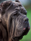 Neopolitan Mastiff Face Portrait