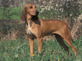 Smooth / Short-Haired Segugio Italiano Hound Portrait