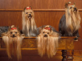 Domestic Dogs  Four Yorkshire Terriers on a Table with Hair Tied up and Very Long Hair
