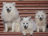 Domestic Dogs  Volpino Italiano / Italian Spitz Family