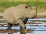 Black Rhinoceros  Walking in Water  Etosha National Park  Namibia