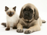 English Mastiff Puppy with Young Birman-Cross Cat