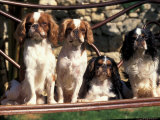 Four Young King Charles Cavalier Spaniels