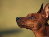 Miniature Pinscher Looking Up