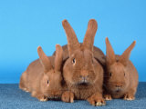 Domestic Rabbit with Young