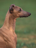 Fawn Whippet Profile
