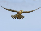 Female Red Footed Falcon (Western)  Hovering in Flight  Etosha National Park  Namibia