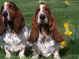 Two Basset Hounds  Domestic Dog Amongst Daffodils  USA