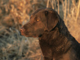 Head Profile Portrait of Chesapeake Bay Retriever  Wisconsin  USA