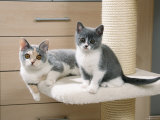 Two British Shorthair Kittens