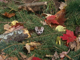 Stoat  Amongst Leaf Litter  USA